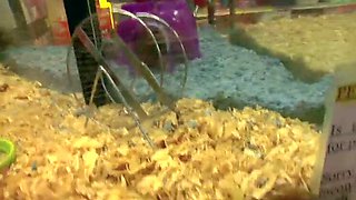 Big Tits MILF Fucked Hard in Doggystyle with Seth Dickens