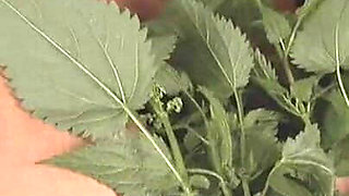 Nettle Spread Discipline