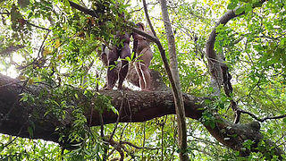 FRIEND I CAUGHT IT IN THE FOREST AND I PUT MY COCK VERY HARD GIVING A SIP INSIDE MY ASS