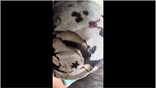 普段は冷静沈着な彼女にマカを飲ませて誘いを待ってみた　japanese Hentai Movie